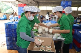 Việt Nam can reach US$1.15 billion in coconut exports by end-2025