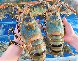 Vietnamese shrimp exporters earn $767 million from China