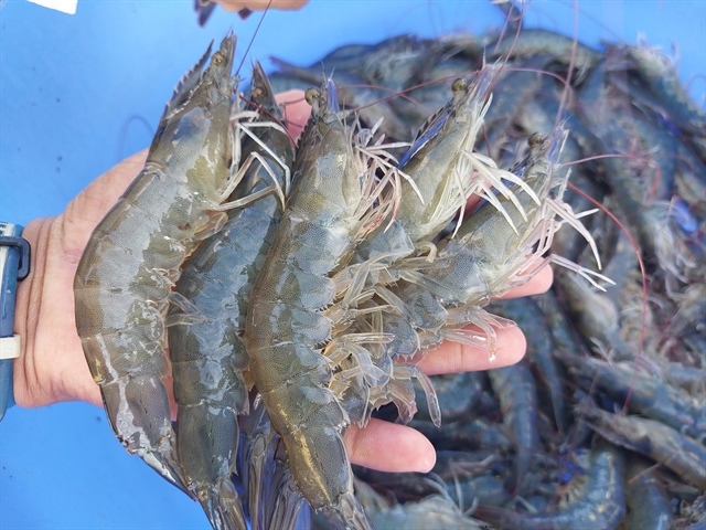 Shrimp–coconut farming doubles incomes for Vĩnh Long farmers