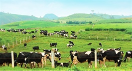 Dairy herd growth slows, urgent calls for joint solutions