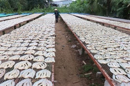 Traditional fish drying craft provides large number of jobs along Mekong Delta coast
