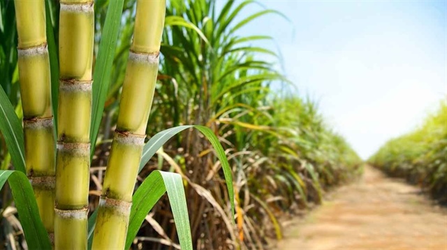 Cabasu chia cổ tức tiền mặt 30%, kế hoạch lợi nhuận giảm hơn nửa