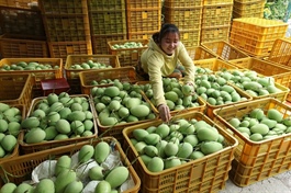 New mango brand makes debut with DNA barcoding