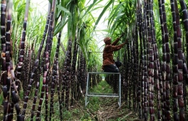 Domestic sugar industry faces pressure from imports of corn-based liquid sugar