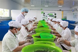 Khánh Hòa firm ships sea grapes to global market