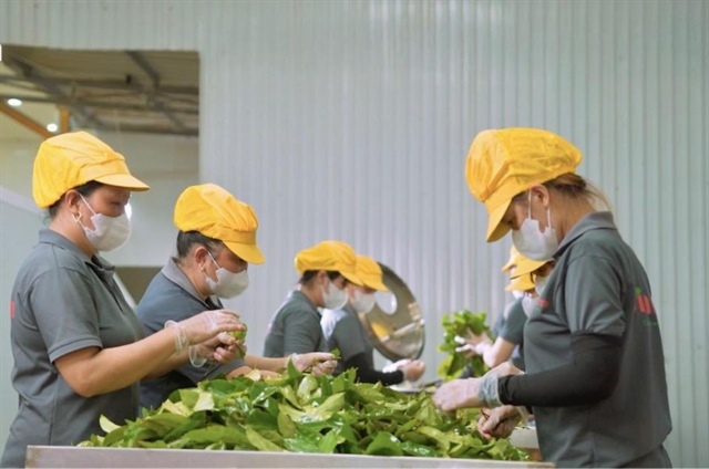 Nhân viên Vida Farm đang sàng lọc nguyên liệu trước khi chế biến. Ảnh: Vida