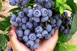 Polish blueberries enter Việt Nam market