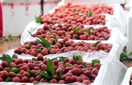 Farmers’ forum pushes Việt Nam's $100 billion export ambition