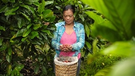 JICA, ECOM boost sustainable coffee farming