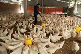 Livestock exports hit $447.5 million in nine months