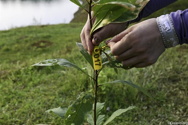Vietnam earns nearly $9 million from leaf exports