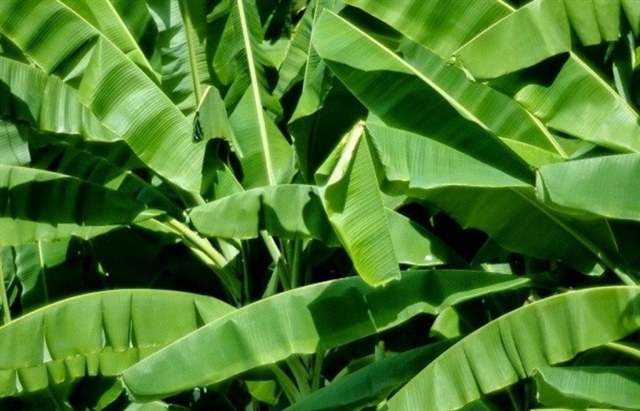 Vietnam earns nearly $9 million from leaf exports