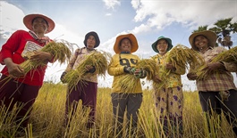 Campuchia kỳ vọng xuất khẩu gạo đạt mức cao kỷ lục trong năm nay