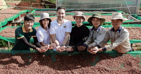 Cà phê sốt giá: Nhà vườn khó tìm nhân công hái cà phê giữa mùa thu hoạch - Ảnh 2.