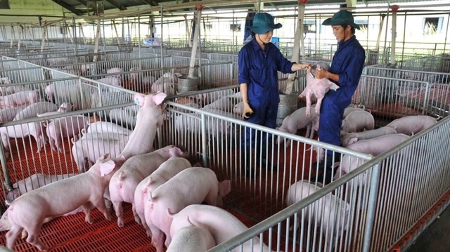 Livestock industry must make haste on transformation