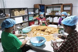 Cà Mau’s collective economy boosts modern agriculture