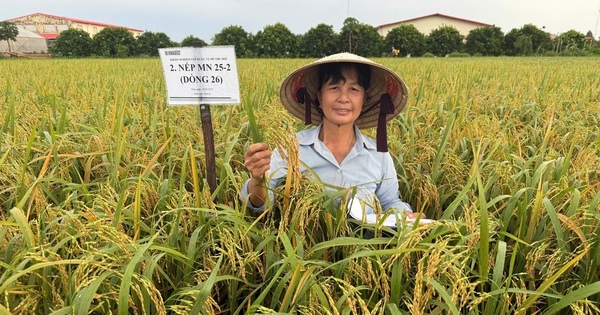 Người "gieo vàng" trên những cánh đồng quê hương