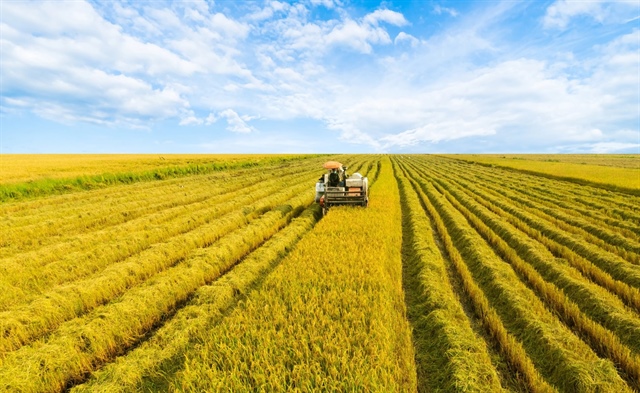 Biên lãi gộp Vinaseed chạm đáy lịch sử, tồn kho tăng vọt lên hơn 1,000 tỷ