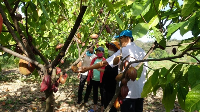 ReCoPro project marks a major step toward sustainable cocoa production and farmer resilience in Vietnam