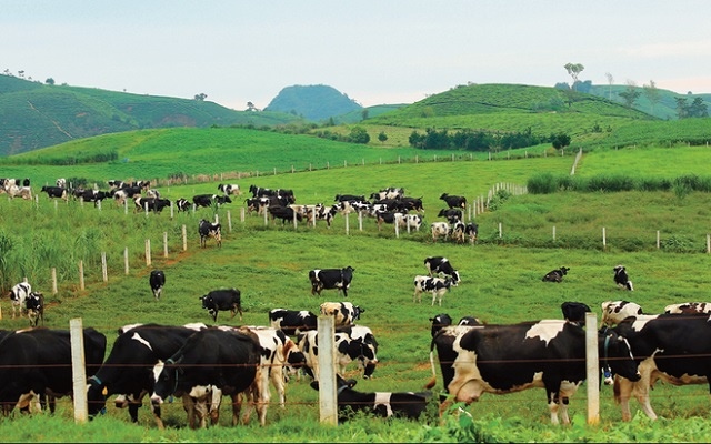 Lãi quý 3 giảm, Sữa Mộc Châu vẫn chốt quyền tạm ứng cổ tức 110 tỷ 