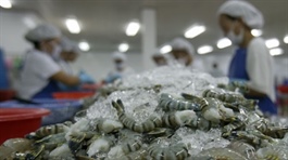 Việt Nam shrimp exports achieve strongest growth in three years