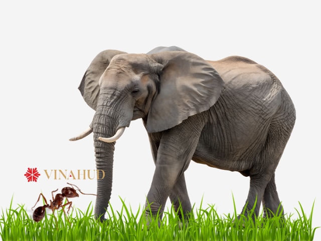 VHD: Từ “kiến hóa voi” nhờ đòn bẩy tài chính đến vòng xoáy đầu tư và thua lỗ