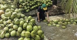 Dừa tươi rớt giá thê thảm