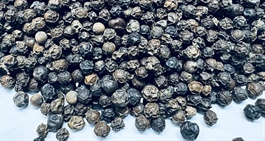 Thu về 1,4 tỷ USD, xuất khẩu ‘vàng đen’ sắp phá kỷ lục lịch sử