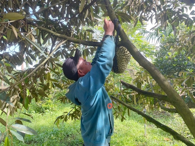Durian exports resume smoothly following temporary testing bottlenecks