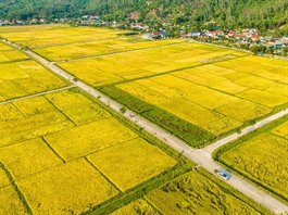 Lúa phát thải thấp tại Việt Nam có dễ?