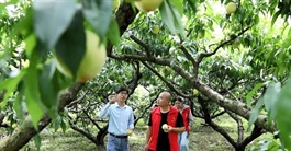 Người trẻ bỏ phố về quê trồng loại quả trong Tây Du Ký, giúp cả làng đổi đời