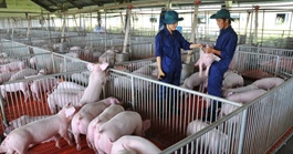 Giá heo hơi hôm nay, 8-11: Diễn biến lạ