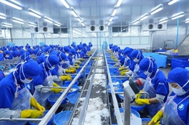 Tổng Giám đốc THP mua thành công hơn 1.3 triệu cp