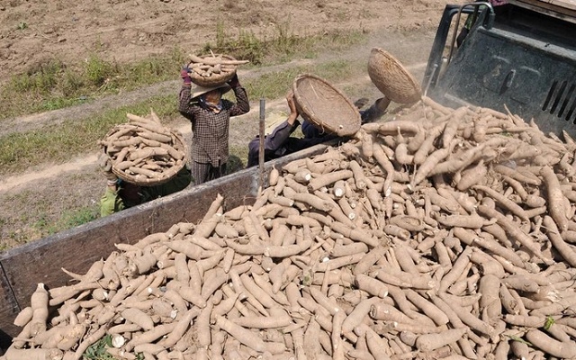 Nhà sản xuất sắn YFATUF đặt kế hoạch đi lùi trong niên độ mới