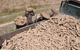 Nhà sản xuất sắn YFATUF đặt kế hoạch đi lùi trong niên độ mới