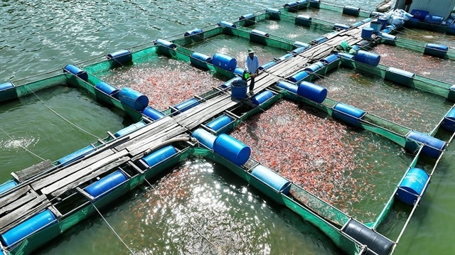 Việt Nam exports first shipment of tilapia to Brazil