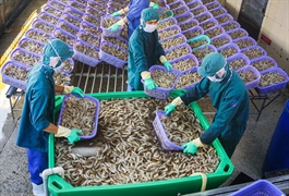 Một doanh nghiệp thủy sản ở Cà Mau thừa nhận lỗ quý 3 nếu tính đủ lãi vay