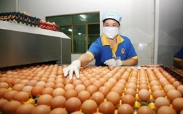 “Đại gia" trứng gà Ba Huân nợ thuế hơn 51 tỷ đồng, bị cưỡng chế dừng thủ tục hải quan