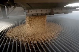 Tình trạng dư cung đậu nành ở Trung Quốc có thể dập tắt hy vọng xuất khẩu của Mỹ