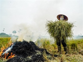 Đi tìm giá trị của rơm rạ tại Việt Nam