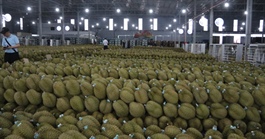 Sầu riêng Việt trước bài học lớn