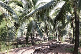 Vĩnh Long Province moves quickly towards green, circular agriculture