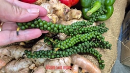 Mỹ chính thức miễn thuế đối ứng với cà phê, tiêu