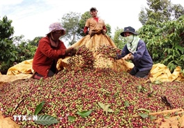Forum seeks solutions to build brand for Vietnamese Robusta coffee