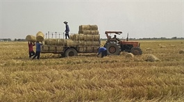 Workshop discusses investment opportunities in rice straw value chain
