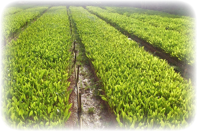 Một doanh nghiệp bất động sản chi hàng chục tỷ mua lại công ty giống lâm nghiệp thua lỗ