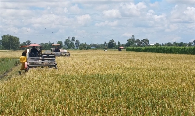 Low-emission rice marks breakthrough in Vietnamese rice sector’s green transformation