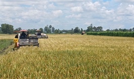 Low-emission rice marks breakthrough in Vietnamese rice sector’s green transformation