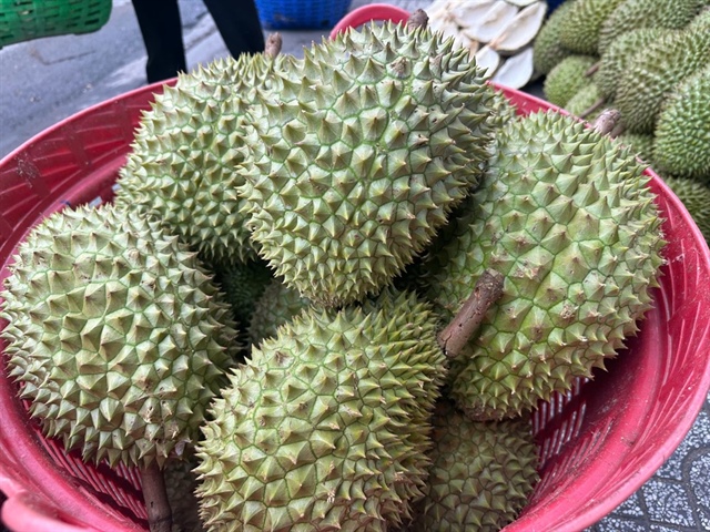 Sầu riêng trái vụ đang được thu mua giá cao. Ảnh: THU HÀ