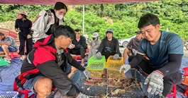 Xuất khẩu tôm hùm tăng 135%: Kỷ lục buồn vui lẫn lộn vì bão lũ